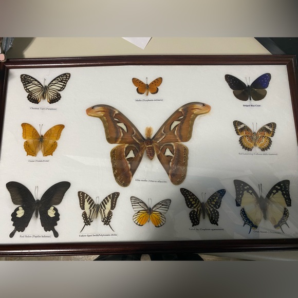 Moth frame - Picture 2 of 5